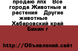 продаю лпх - Все города Животные и растения » Другие животные   . Хабаровский край,Бикин г.